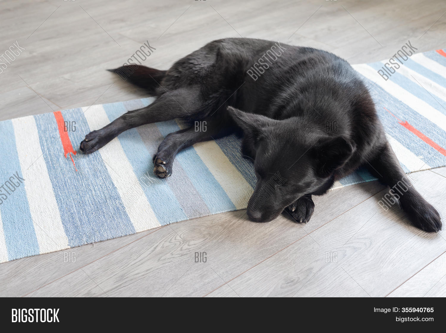 black mongrel dog