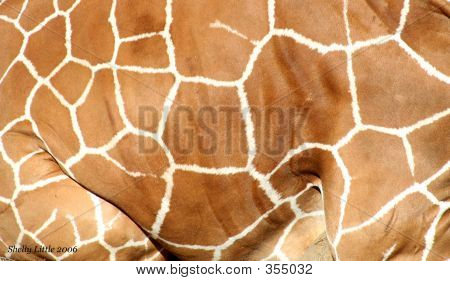 Stampa giraffa
