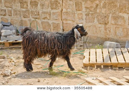 แพะใน Harran ตุรกี