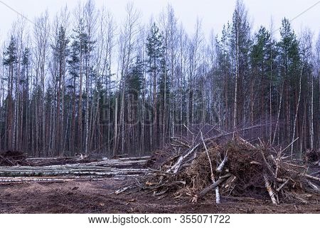 Unauthorized Timber Cutting Or Timber Harvesting In The Spring Or Autumn Forest Or Park In The Cloud