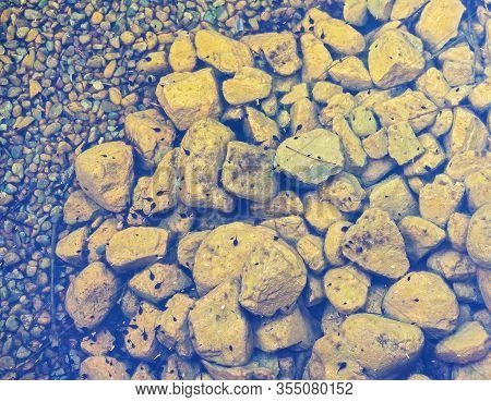 A Pond Of Tadpoles Swimming Rapidly Across The Rocks