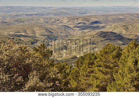 Olive Tree Fields In Andalusia. Spanish Agricultural Harvest Landscape. Jaen