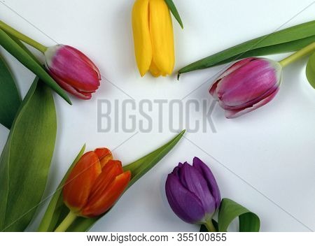 Five Tulips Lie On A White Background