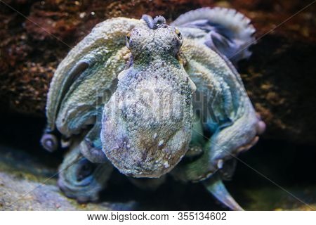 Octopus On Background Sea Aquarium Coral. Devilfish Poulpe Stuck Sucker To Glass In Oceanarium Museu