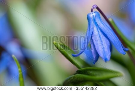 Scilla Purple Flower With Leaves.scilla Purple Flower With Leaves
