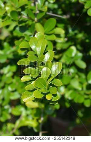 Kei Apple Leaves - Latin Name - Dovyalis Caffra