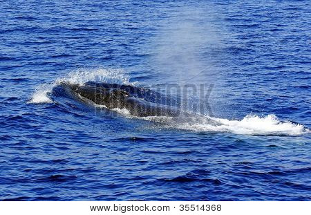 Navařování myšok (Balaenoptera physalus) je druhé největší zvíře na planetě po Blu