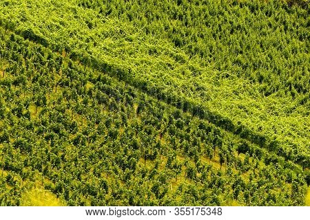 Beautiful Rows Of Grapes Before Harvesting. Austria Slovenia Area Sulztal, Gamliz, . Background Gree