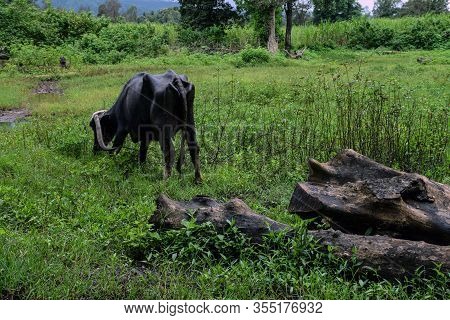 Back View Of Indian Buffalo Eating Grass In Field