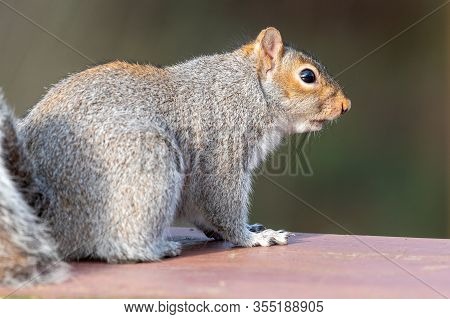 Grey Squirrel (sciurus Carolinensis)