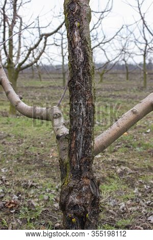 Affected By The Fungus Of Black Cancer Tree, Disease Sphaeropsis Malorum Peck Apple Tree From Which 
