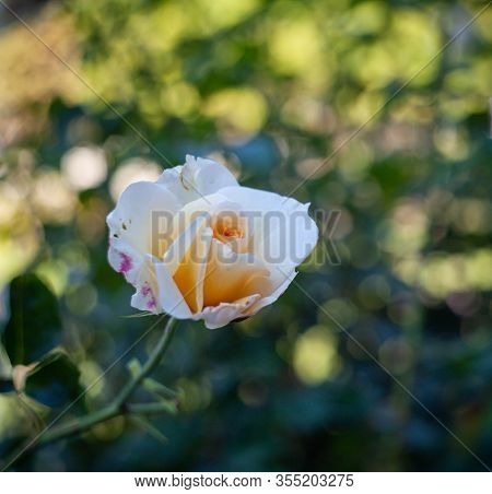 White Flowers. Natural Green Floral Background, Bokeh Effect. Young Green Grassy Leaf, Close Up Of V