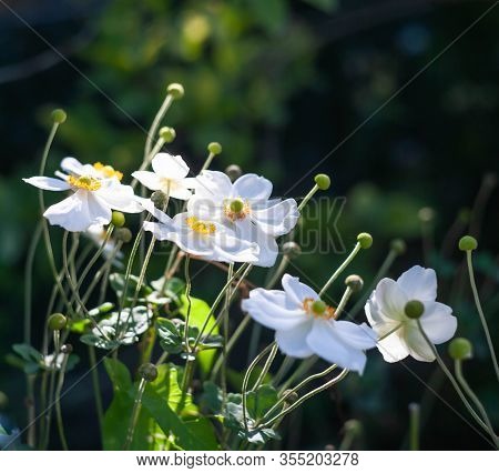 White flowers. Natural green floral background, bokeh effect. Young green grassy leaf, close up of v