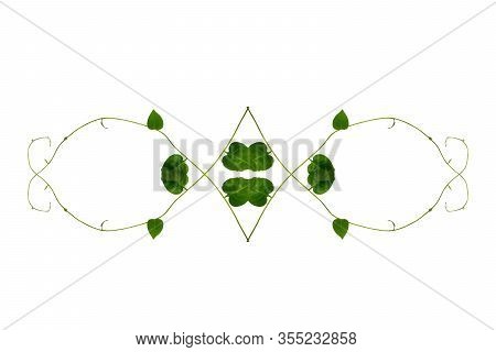 Heart Shaped Green Leaves Twisted Binahong Plant For Herbal Medicine Isolated On White Background Wi