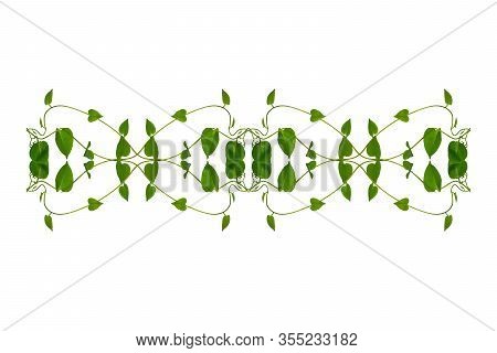 Heart Shaped Green Leaves Twisted Binahong Plant For Herbal Medicine Isolated On White Background Wi