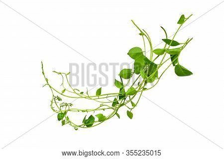 Twisted Jungle Vines Liana Plant With Heart Shaped Green Leaves Isolated On White Background, Clippi