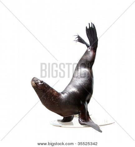 Sea lion isoleret over hvide