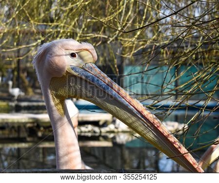 The Portrait Of A Great White Pelican (pelecanus Onocrotalus) Also Known As The Eastern White Pelica