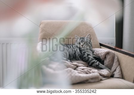 Cat Portrait. Cute Cat Indoor Shooting. Home Pet Cute Kitten Cat Lying In The Chair With Funny Looki