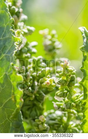 Flowers Rumex Confertus Russian Dock Of Horse Sorrel Close-up. Collecting Medicinal Herbs In Summer 