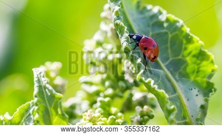 Ladybugs On Flowers Rumex Confertus Russian Dock Of Horse Sorrel Close-up. Collecting Medicinal Herb