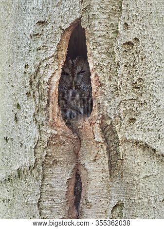 Tawny Owl Or Brown Owl Strix Aluco Hidden In A Hollow Tree.