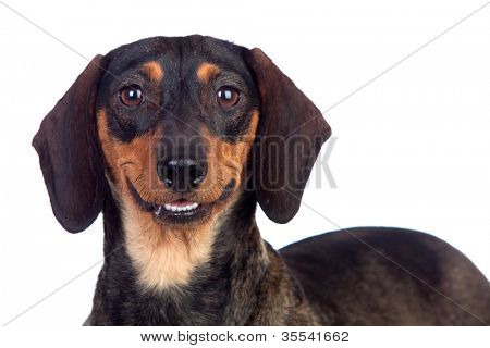 Bel cane bassotto sorridente isolato su sfondo bianco
