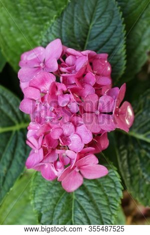 Pink Mophead Hydrangea, Hydrangea Macrophylla, Flowers With Rain Drops And A Background Of Blurred L