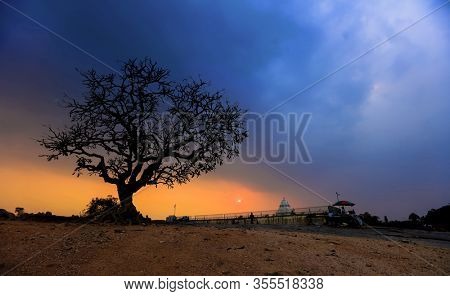ingle big tree against sunset at Lalbagh, Bangalore, India