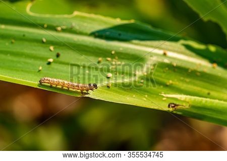 What Causes The Maize Leaves Being Damaged,corn Leaf Damaged By Fall Armyworm Spodoptera Frugiperda.
