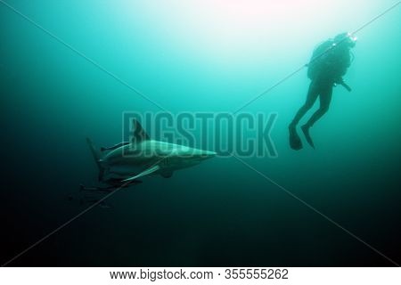 The Blacktip Shark (carcharhinus Limbatus), Portrait In The Ocean.