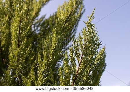 Photo Of The Leaves Of Chamaecyparis Obtusa Tree.