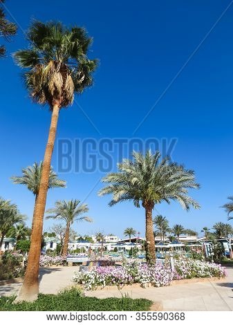 Blue Sky, Palm Trees And Flowers. Poolside Relaxation Area At The Hotel