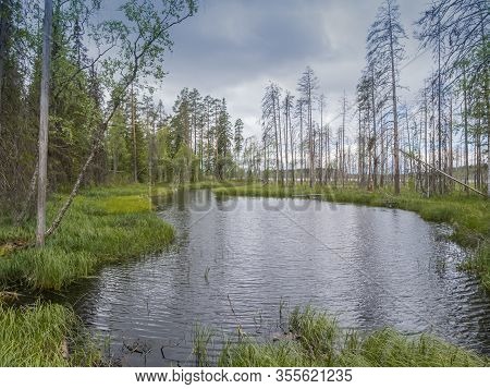 Landscape Of Severe Karelian Nature. Wild Nature. Desktop Background Photos