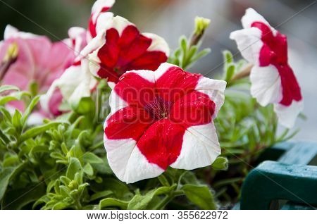Flower In A Pot. Environment Ecology Concept. Flowers In The Garden. Petunia In The Garden. Plant Gr