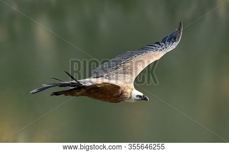 A Vulture Griffon Flying On The Natural Park