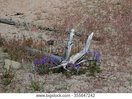 Groups Of Blue Penstemon Flowers Growing In A Dry Area Next To An Old Dead Tree With Its Roots Up In