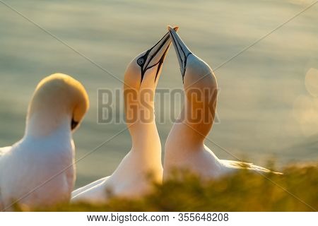 Northern Gannet (morus Bassanus) Sitting In Nest At Sunset. Courtship White Gannet.