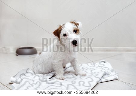1 Cute Jack Russell Brocken Puppy With White And Brown Fur Sitting On A White Blanket On The Floor, 