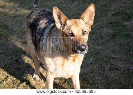 Shepherd Dog Staying On The Ground. Close Up.