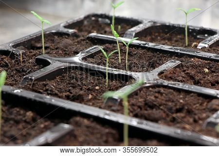 Tomato Plants. Seedlings Of Tomatoes. Growing. Young Green Plants. Green Sprouts Of Tomato.