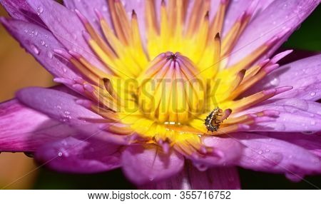 Worm Climping On Purple Lotus Pollen Blooming In Water