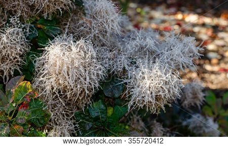 Cotinus Coggygria Lisjo Blooming In Autumn In Poland.