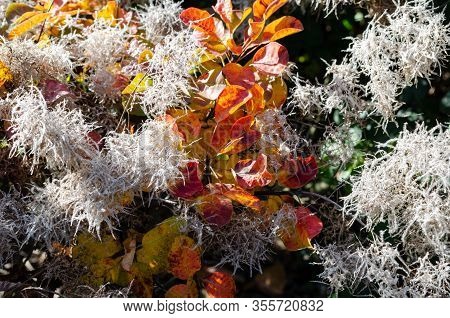 Cotinus Coggygria Lisjo Blooming In Autumn In Poland.