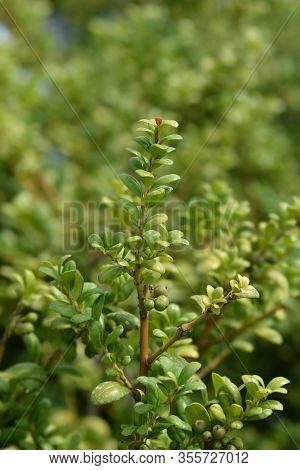 Box-leaved Holly - Latin Name - Ilex Crenata