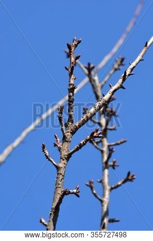 Japanese Flowering Cherry Kanzan Branches Against Blue Sky - Latin Name - Prunus Serrulata Kanzan