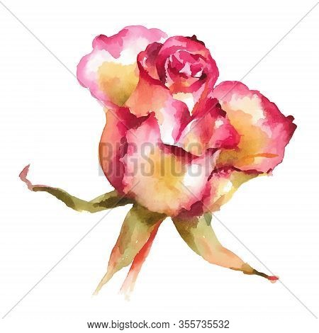Pink Full-blown Rose, Hand Painted Watercolor Vector  Illustration