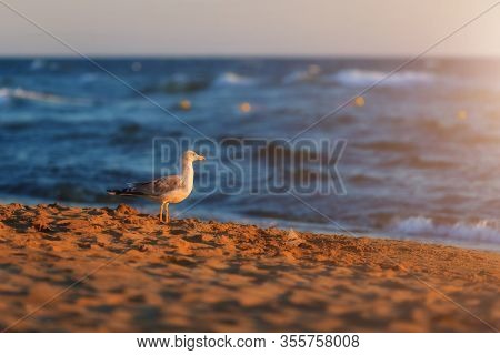 Lonely Seagull On The Beach. Atmospheric Seascape. Seagull On A Sandy Beach In The Rays Of Sunset Lo