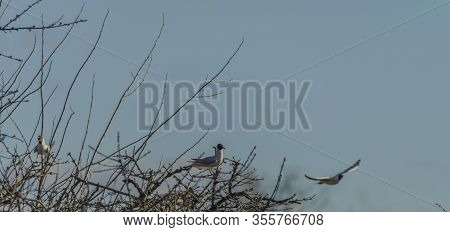 Sea Gulls Over Vrbenske Ponds In Spring Blue Sky Day