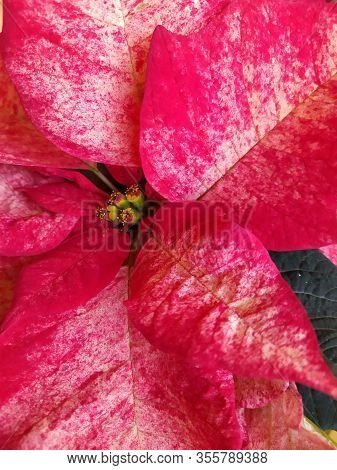 Flowers And Pink Petals Of A Poinsetia Hybrid. Panorama. Background Texture